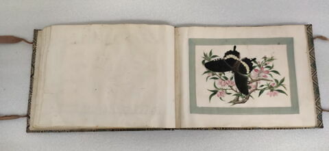 Petit album de peintures d'exportation: fleurs, oiseaux et insectes, image 14/31