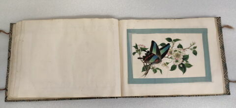 Petit album de peintures d'exportation: fleurs, oiseaux et insectes, image 15/31