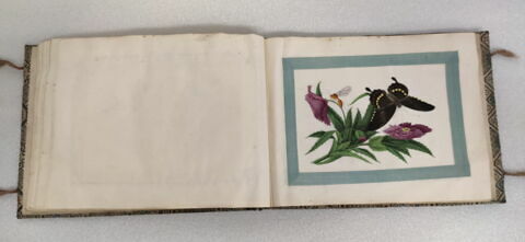 Petit album de peintures d'exportation: fleurs, oiseaux et insectes, image 16/31