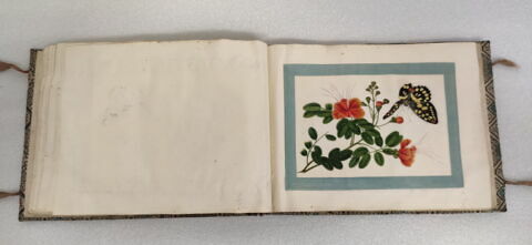 Petit album de peintures d'exportation: fleurs, oiseaux et insectes, image 17/31