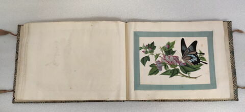 Petit album de peintures d'exportation: fleurs, oiseaux et insectes, image 18/31