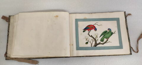 Petit album de peintures d'exportation: fleurs, oiseaux et insectes, image 23/31