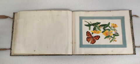 Petit album de peintures d'exportation: fleurs, oiseaux et insectes, image 25/31
