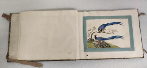 Petit album de peintures d'exportation: fleurs, oiseaux et insectes, image 29/31