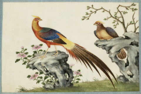 Petit album de peintures d'exportation: fleurs, oiseaux et insectes