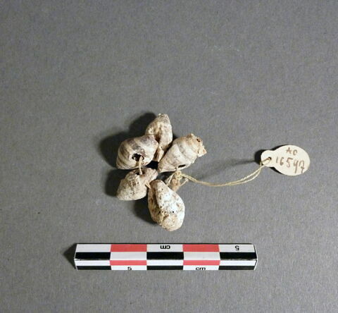 perle ; coquillage ; élément de collier