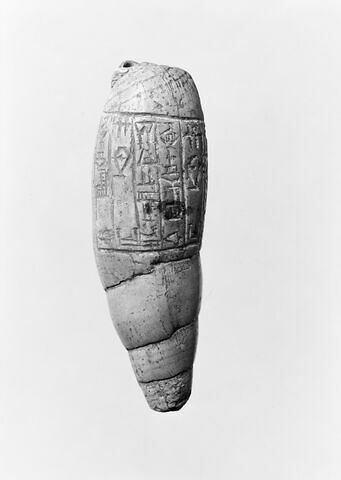 coquillage, image 5/6