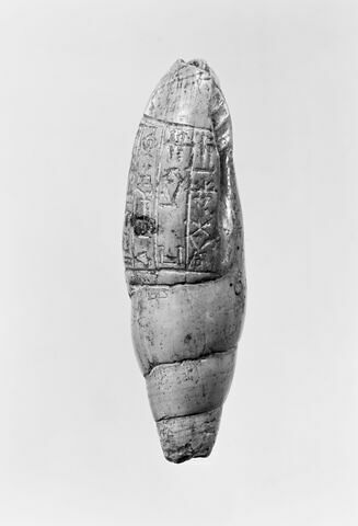 coquillage, image 6/6