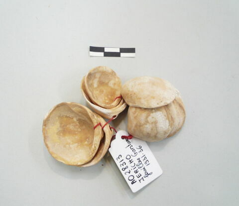 coquillage