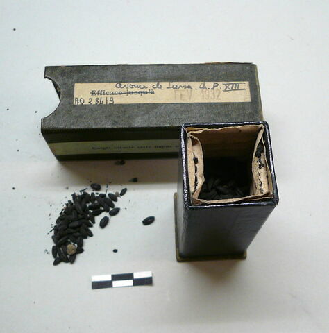 Grains d'orge carbonisés, image 5/5