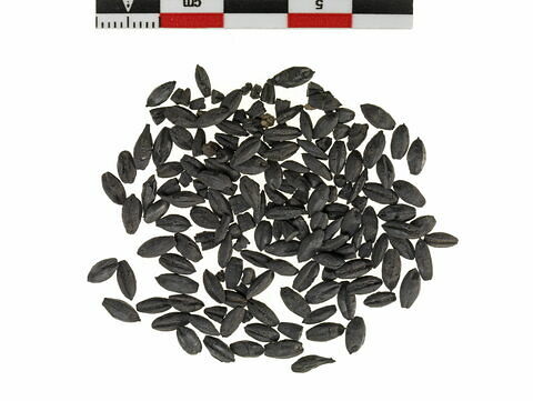 Grains d'orge carbonisés, image 1/5