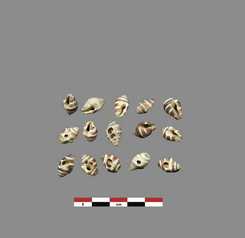 coquillage  ; perle