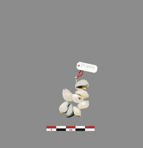 coquillage