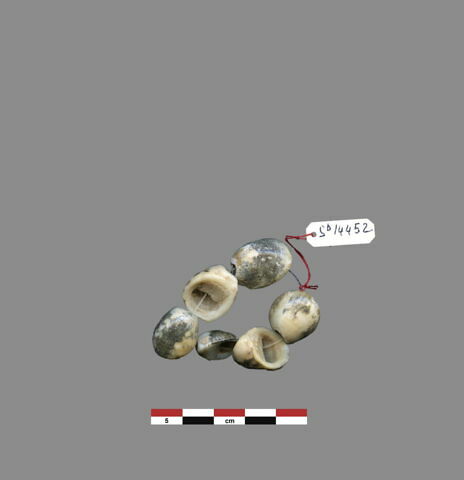 coquillage