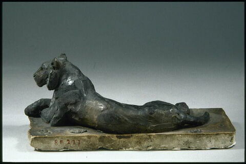 Tigre couché, image 3/4