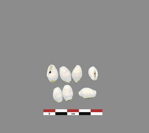 coquillage