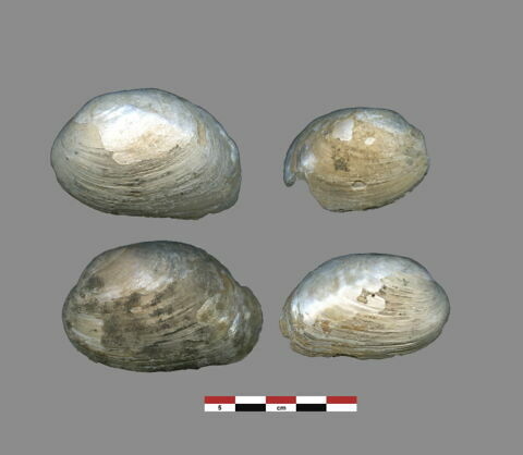 coquillage
