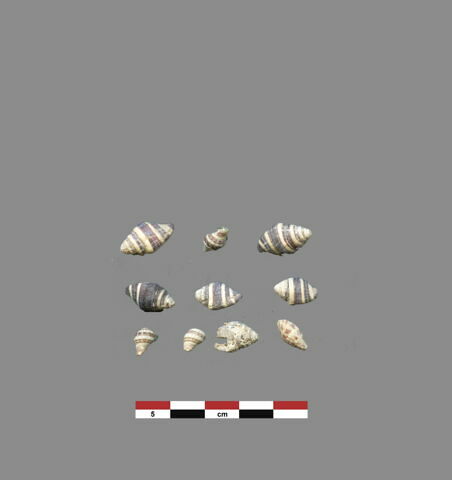 coquillage ; perle
