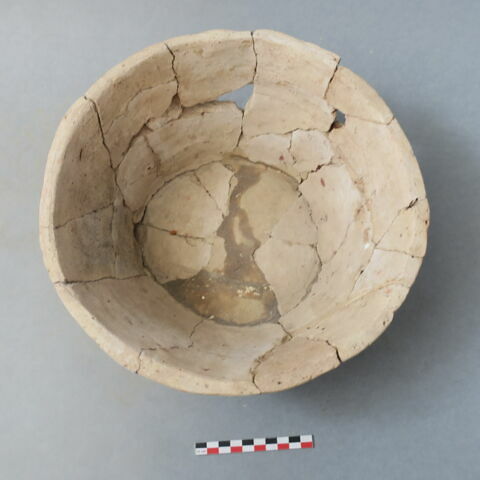 cuvier, image 2/4