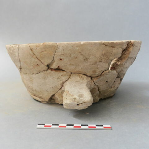 cuvier, image 3/4