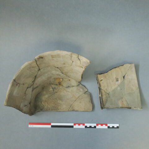 cuvier, image 4/10