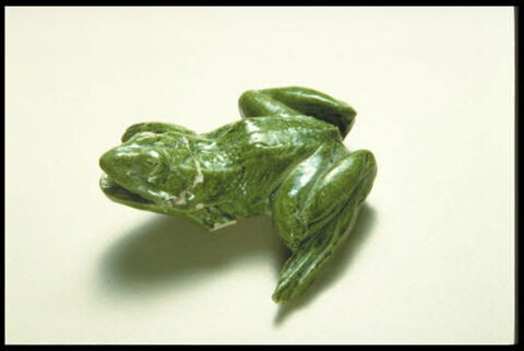 Grenouille de fontaine, image 8/9