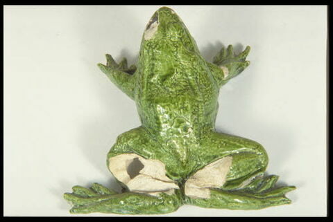 Grenouille de fontaine, image 8/8
