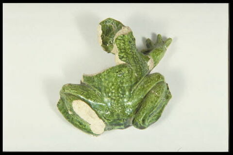 Grenouille de fontaine, image 8/8