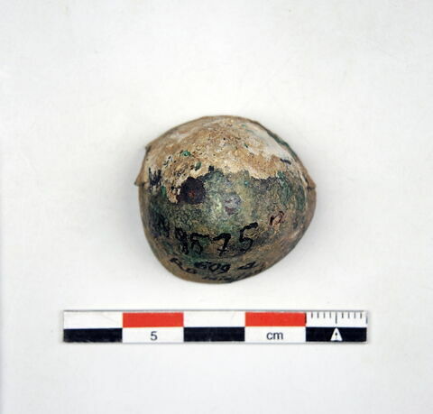 clochette  ; cupule, image 3/3