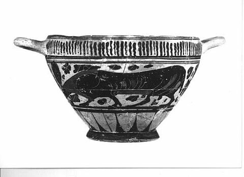 cotyle