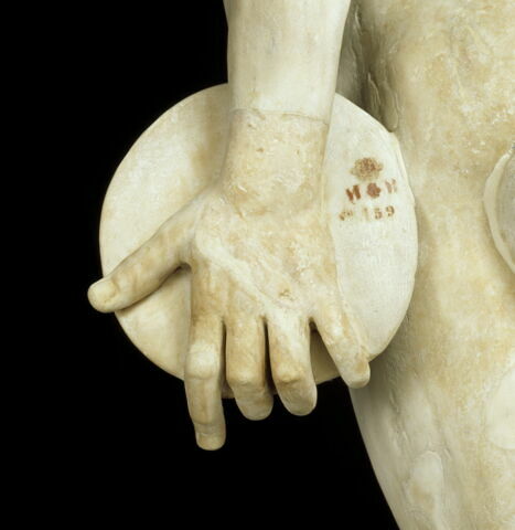 Discophore, image 2/10