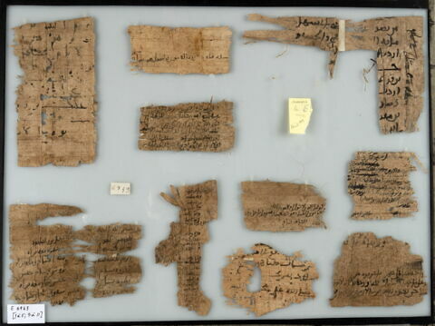 Papyrus