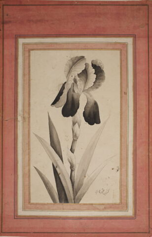 Portrait d'iris, image 4/6