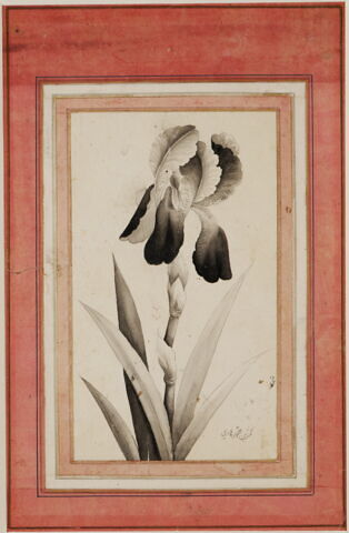 Portrait d'iris, image 5/6