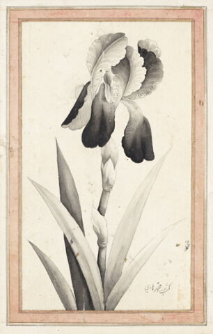 Portrait d'iris, image 3/6