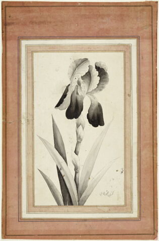 Portrait d'iris, image 6/6