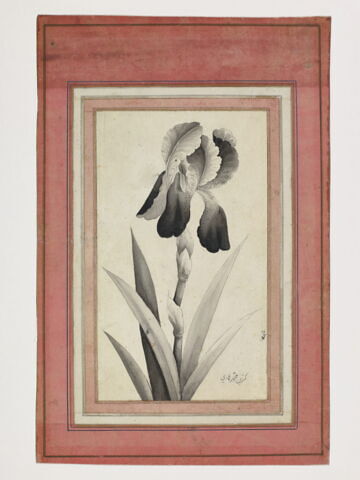 Portrait d'iris