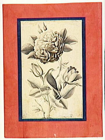 Rose et rossignol, image 6/7