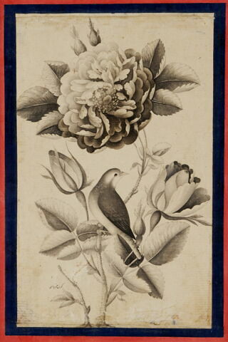 Rose et rossignol, image 5/7