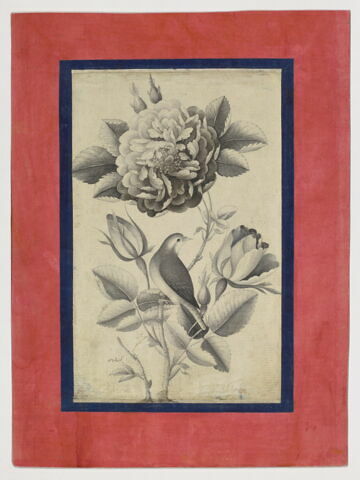 Rose et rossignol