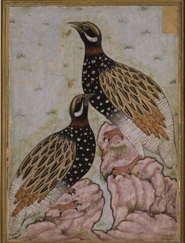 Deux francolins noirs (page d'album), image 6/6