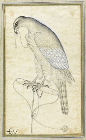 Faucon (page d'album), image 3/3