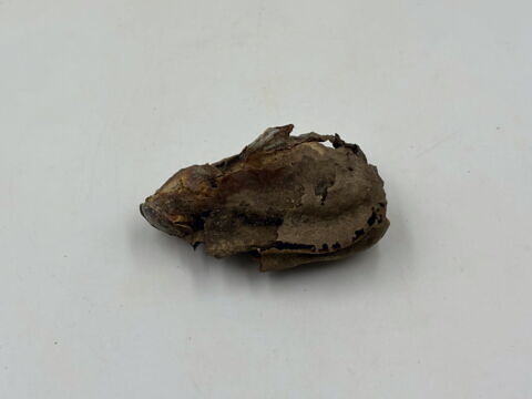 squelette, image 8/13