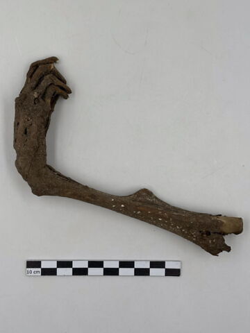 squelette, image 12/13