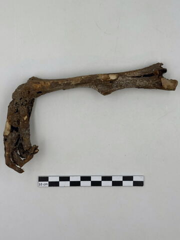 squelette, image 13/13