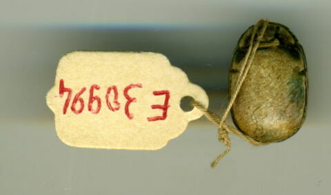 scarabée, image 2/2