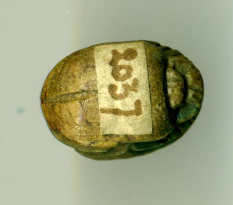 scarabée détaillé, image 2/3