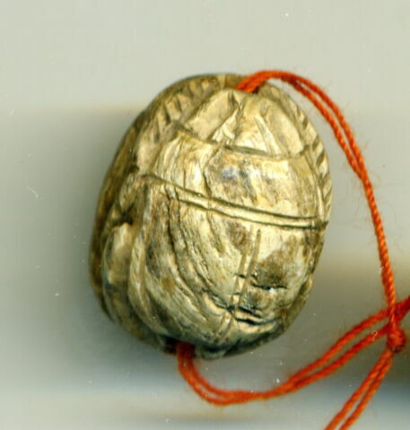 scarabée détaillé, image 5/5