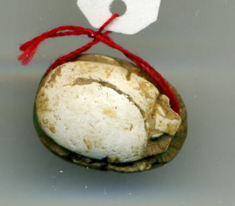 scarabée, image 2/2