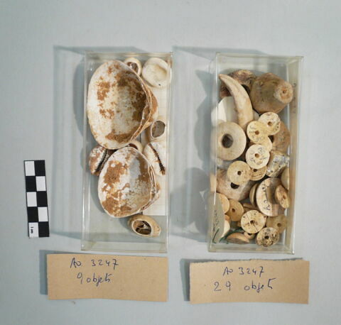 coquillage, image 2/2